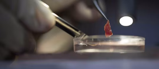Bases sobre Histologia, Fisiologia e Mecânica de Tecidos
